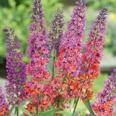 Buddleja Bicolor (Flower Power)